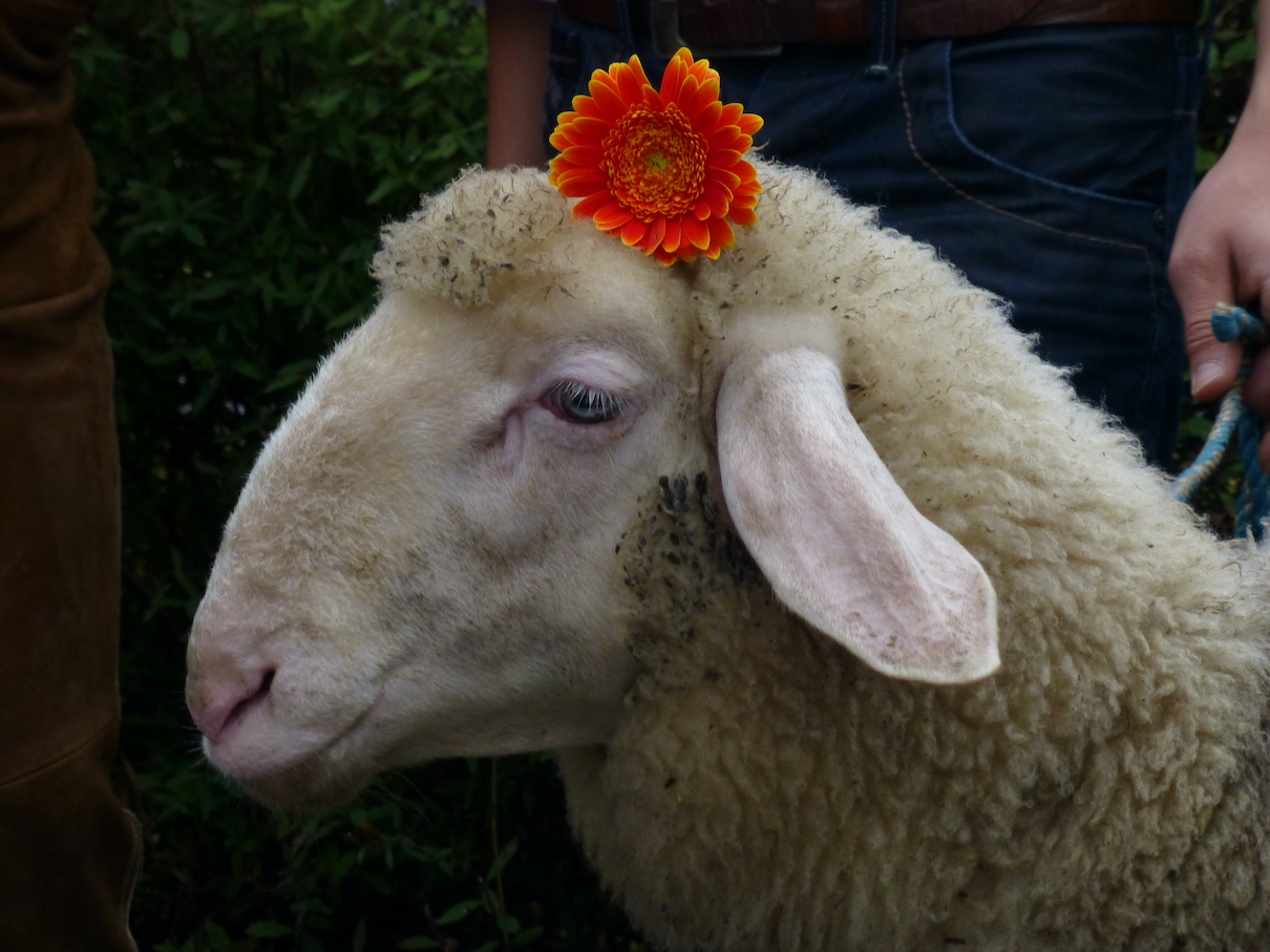 Schaf mit Blume