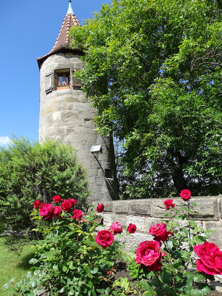 Hungerturm im Hintergrund, blauer Himmel, Rosenbeet im Vordergrund